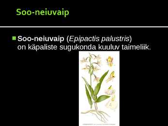 Neiuvaip #8