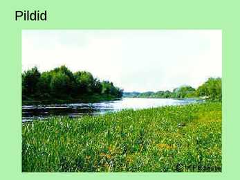 Lamminiidud #10