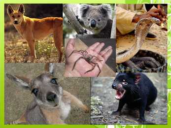 Australian nature-cities and animals #7