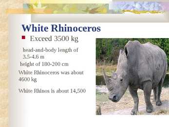 Rhino #3