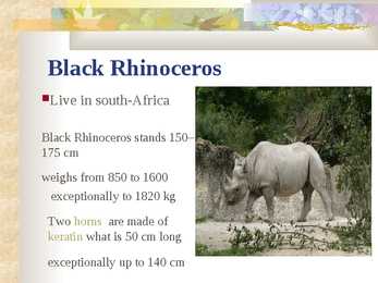 Rhino #4
