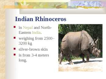 Rhino #5