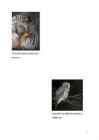 Referaat Händkakkist- linnust- #7