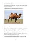 Kaamel #5