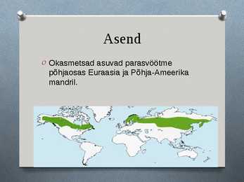 Okasmetsad #2
