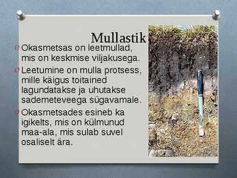 Okasmetsad #4