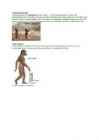 Inimese evolutsioon #3