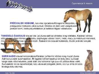 Kõrbe loomad #13
