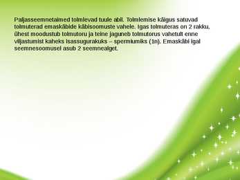 Paljasseemnetaimed #17