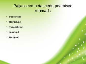 Paljasseemnetaimed #4