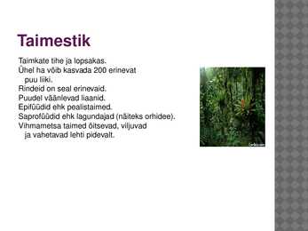 Vihmamets #4