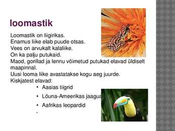 Vihmamets #7