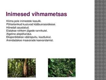 Vihmamets #9