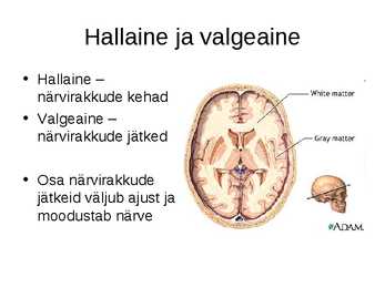 Närvisüsteemi tutvustav esitlus #11