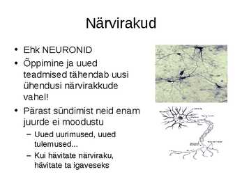 Närvisüsteemi tutvustav esitlus #12