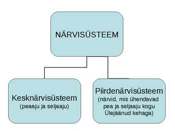 Närvisüsteemi tutvustav esitlus #3