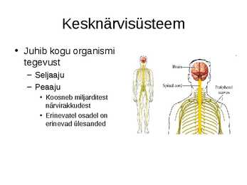 Närvisüsteemi tutvustav esitlus #4