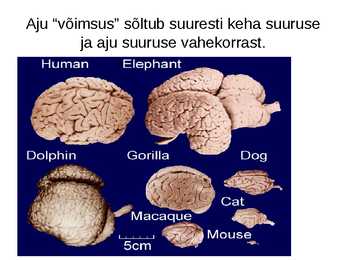 Närvisüsteemi tutvustav esitlus #5