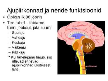 Närvisüsteemi tutvustav esitlus #6