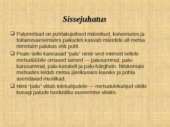 Ettekanne palumetsast #2