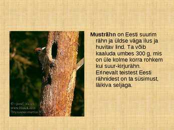 Ettekanne palumetsast #14
