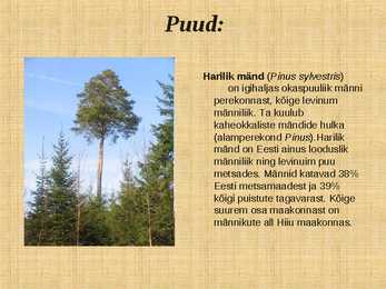 Ettekanne palumetsast #6