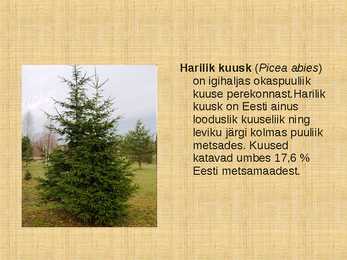 Ettekanne palumetsast #7