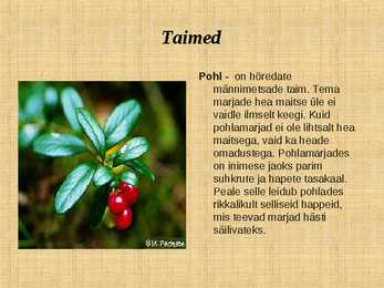 Ettekanne palumetsast #9