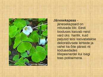 Ettekanne palumetsast #10
