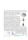 Universum pähklikoores #32