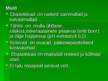 Maasikas #4