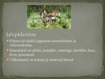 Eesti metsadest #4