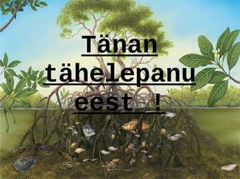 Mangroovid #11