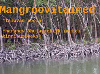 Mangroovid #7