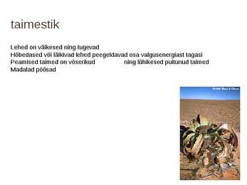 Kõrbe loodus #7