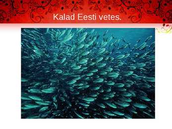 Kala meie toidulaual #12