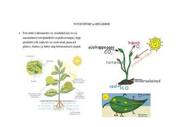 Eluslooduse portfoolio #7