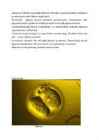 Embrüogenees ja lootevälised elundid ning lootekestad #5