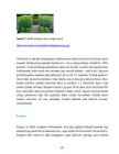 Puittaimede hooldusjuhend #102