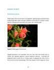 Puittaimede hooldusjuhend #52