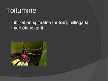 Liblikad #6