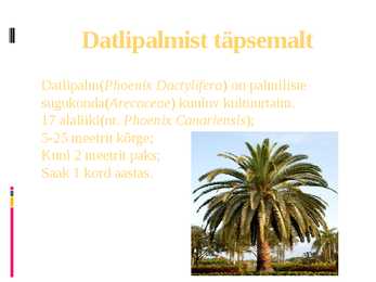 Daltipalm #3