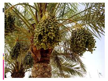 Daltipalm #5
