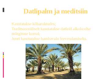 Daltipalm #7