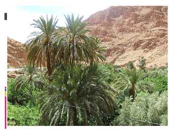 Daltipalm #8