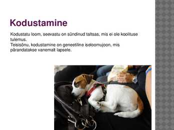 Loomade taltsutamise ja kodustamise põhimõtted #3
