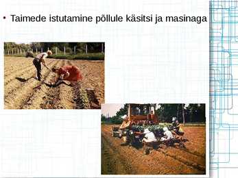 Taimede meristeempaljundus #11