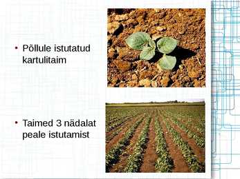 Taimede meristeempaljundus #12