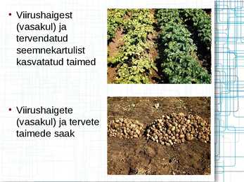 Taimede meristeempaljundus #13