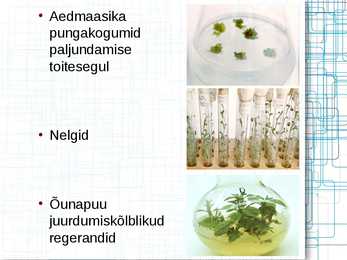 Taimede meristeempaljundus #14